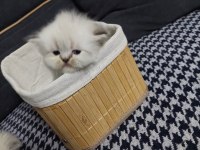 Bebiş iran kedilerimiz