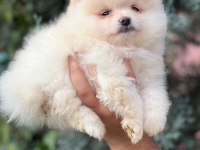 Üst kalite ayı surat yavrularımız pomeranian