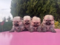 Pomeranian boo yavrularımız