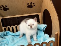 British shorthair yavru kediler