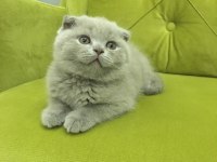 Scottish fold BUZZ rengİ MİNNOS