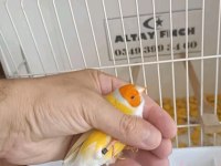 Lutino Takım Kuşlar