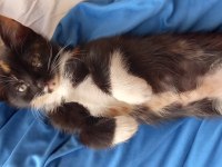 2 aylık bebek kedilere yuva olur musunuz