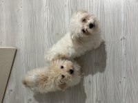 Küçük büyümeyen maltipoo bebekler