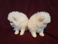 Yeni evlerine gitmeye hazır köpekler