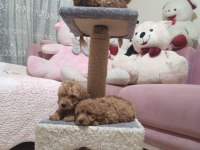 Toy poodle yavrular