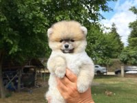 ORANGE POMERANİAN BOO TEDDY FACE