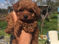EV ORTAMINDA DOĞAN BÜYÜYEN A KALİTE TOY POODLE