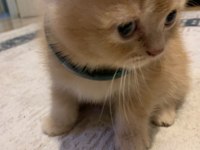 Evdeki kedi fazlalığından acil sahiplendirme