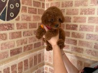 Red toy poodle