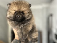 Pomeranian yavrumuz
