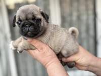 PUG MOPS YAVRU KÖPEKLER
