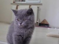 Sahiplendirme british shorthair