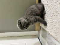 Scottish Fold 2 Aylık