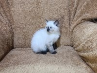 British shorthair çikolata point kızımız