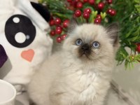 Safkan Ragdoll