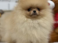 Show kalite üst düzey pomeranian boo