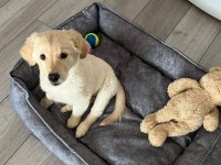 Golden Retriever Luna Kızımızı Sahiplendiriyoruz