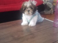 Shih tzu yavruları 0_3 aylık