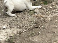 Dişi french bulldog yavrusu