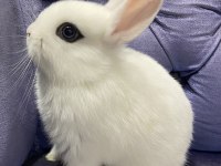 Harika Kalite Cüce Ve Mini Lop Tavşanı Bebekler