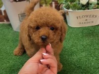 Toy Poodle Yavrularımız