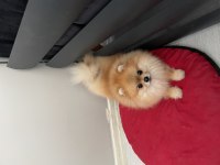 Güzel pomeranian erkeğimiz yuvasını arıyor
