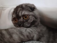Çok Akıllı Cana Yakın Oyuncu Kedimiz
