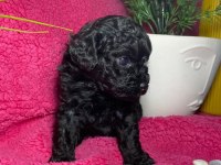 Poodle akademi siyah köpekler