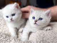 Safkan British Shorthair Lynx Point