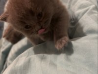 Scottish fold yavrular