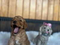 bebeklerimiz yeni yuvalarını arıyor toy poodle