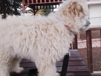 Erkek maltese terrier