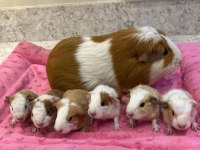 Her Irk Ginepig Yavrusu Adrese Teslim Hizmetimiz Vardır