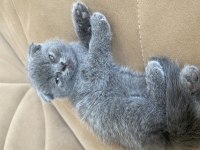 British Shorthair Yavrular