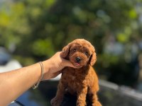 ŞAHANE TOY PODDLE(KÜTAHYA EXUMA PET CENTER)