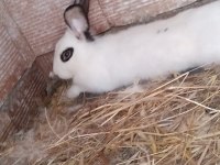 Cüce Hotot Tavşanı