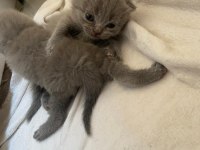 Yeni scottish fold yavrularımıza sevgi dolu bir yuva