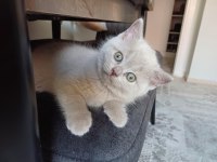sağlıklı eğitimli british shorthair safkan yavru