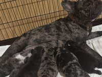 2.5 hafta sonra hazır olacak exotic french bulldog köpekler