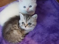 Chinchilla yavru kedimiz