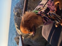 PEKİNEZ KÖPEK