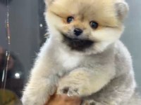 ORANGE DİŞİ POMERANİAN BOO