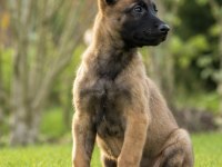 Safkan Belçika Malinois Yavruları