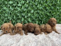 Rezerve açık toy poodle bebekler
