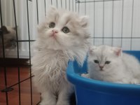 British longhair bicolor erkek