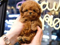 KORE POODLE BEBEKLERİM