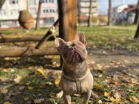 NEW SHADE IZABELLA TAN FRENCH BULLDOG