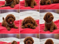 Toypoodle Kore Kan Üst Kalite Yavrular 