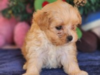 Kore Maltipoo Yavrular